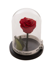 Customize the As seen in Beauty and the Beast: Eternity Rose, Under the Dome