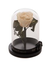 Customize the As seen in Beauty and the Beast: Eternity Rose, Under the Dome