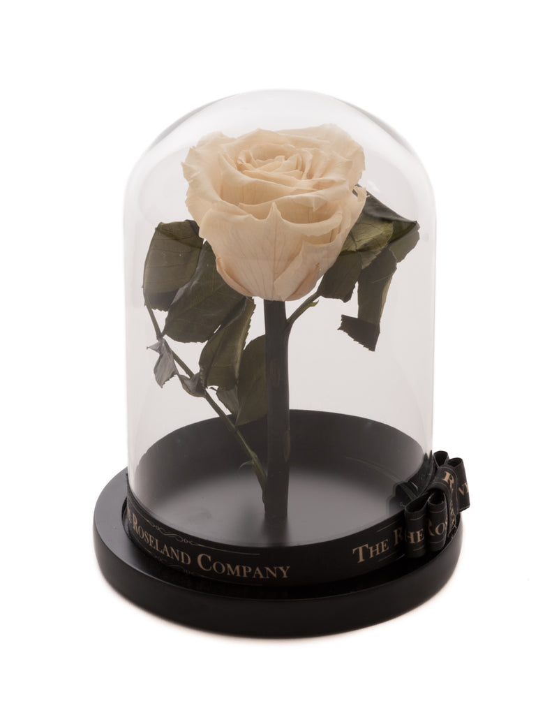 As seen in Beauty and the Beast: Black Glitter Eternity Rose, Under th –  The Roseland Shop