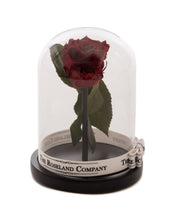 Customize the As seen in Beauty and the Beast: Eternity Rose, Under the Dome