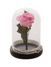 Customize the As seen in Beauty and the Beast: Eternity Rose, Under the Dome
