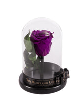 Customize the As seen in Beauty and the Beast: Eternity Rose, Under the Dome
