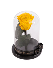 Customize the As seen in Beauty and the Beast: Eternity Rose, Under the Dome