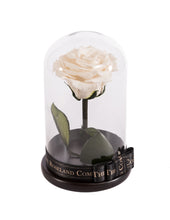 Customize the As seen in Beauty and the Beast: Eternity Rose, Under the Dome