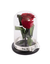 Customize the As seen in Beauty and the Beast: Eternity Rose, Under the Dome