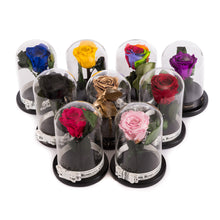Customize the As seen in Beauty and the Beast: Eternity Rose, Under the Dome