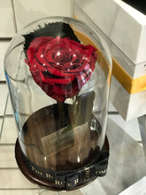 Customize the As seen in Beauty and the Beast: Eternity Rose, Under the Dome