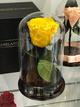 Customize the As seen in Beauty and the Beast: Eternity Rose, Under the Dome