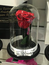 Customize the As seen in Beauty and the Beast: Eternity Rose, Under the Dome