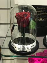 Customize the As seen in Beauty and the Beast: Eternity Rose, Under the Dome