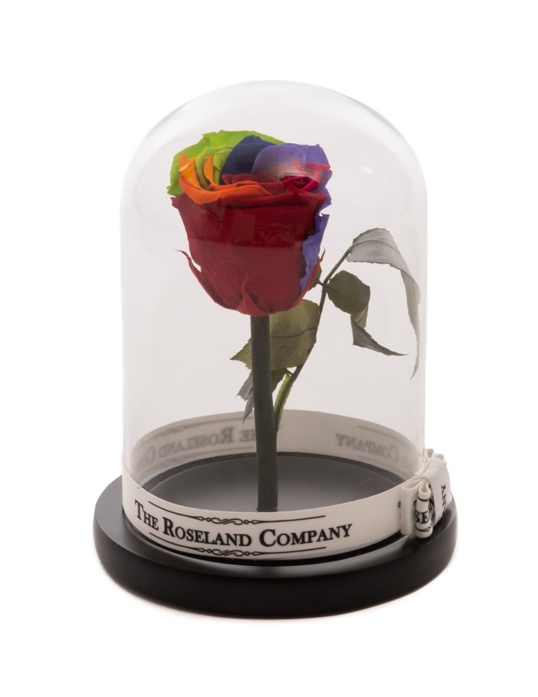 As seen in Beauty and the Beast: Rainbow Eternity Rose, Under the Dome
