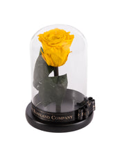As seen in Beauty and the Beast: Yellow Eternity Rose, Under the Dome