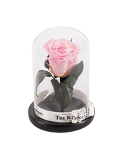 As seen in Beauty and the Beast: PINK Eternity Rose, Under the Dome