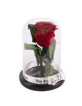 As seen in Beauty and the Beast: RED Eternity Rose, Under the Dome