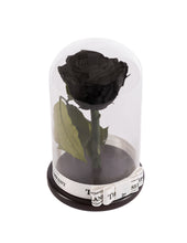 As seen in Beauty and the Beast: Black Eternity Rose, Under the Dome