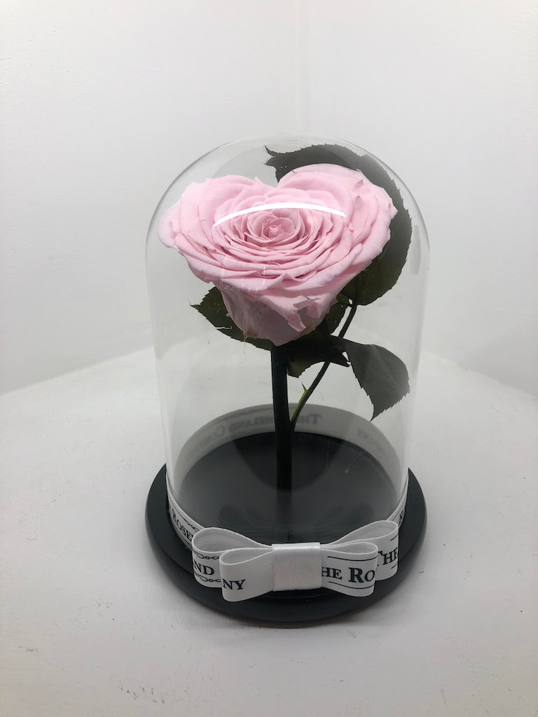 As seen in Beauty and the Beast: Heart Shape PINK Eternity Rose, Under the Dome